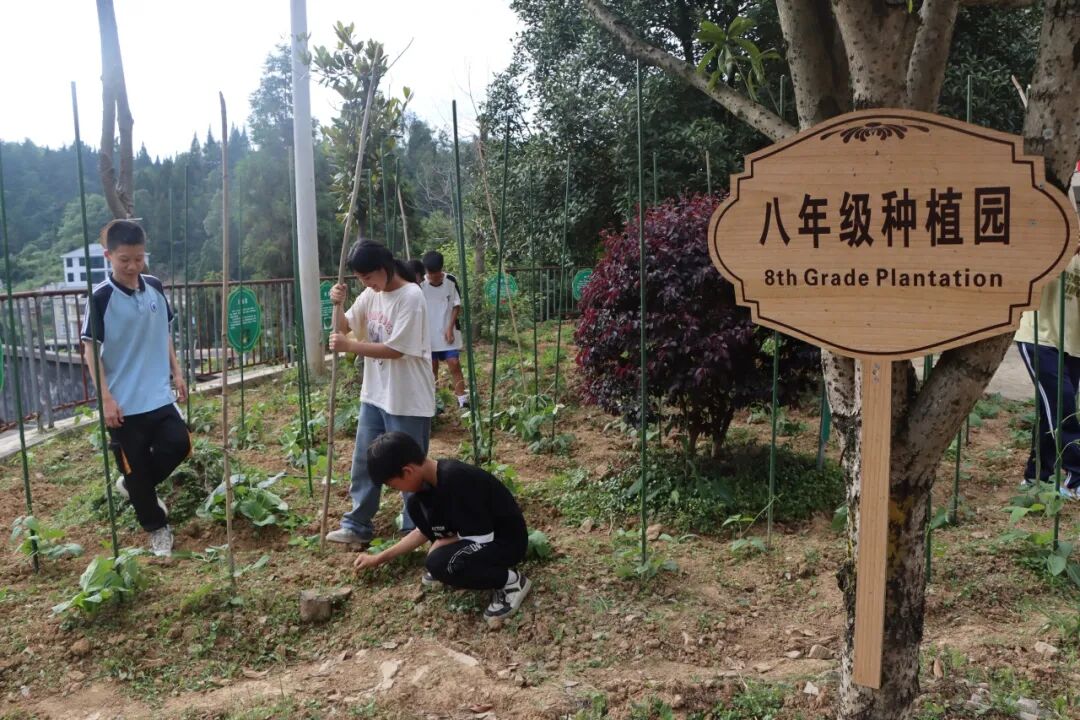 校园植树活动